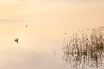 Mainau 2333-2024, Morgenstimmung an der Mainaubrücke