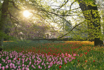 Mainau 2359-2024, Tulpenblüte Frühlingsstraße