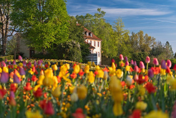 Mainau 2378-2024, Tulpen vor dem Torbogengebäude