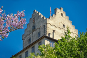 Meersburg 2187-2024, Frühlingsblüte vor Dagobertsturm