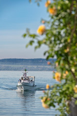 Meersburg 2199-2024, Rosenblüte und MS Fritz