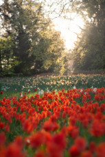 Mainau 2349-2024, Tulpen in der Morgensonne