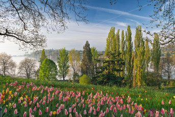 Mainau 2358-2024, Tulpenblüte Frühlingsstraße