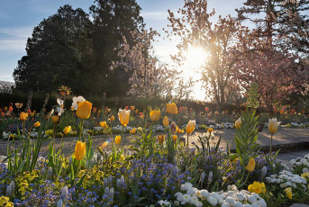 Mainau 2365-2024, Frühlingsblüte an der Mediterranterrasse