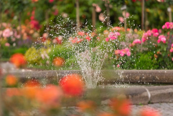 Mainau 2401-2024, Springbrunnen im Italienischen Rosengarten