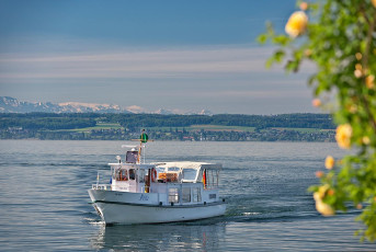 Meersburg 2201-2024, Rosenblüte und MS Fritz