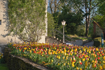 Mainau 2382-2024, Tulpen vor dem Gärtnerturm