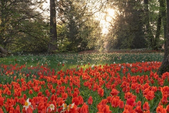 Mainau 2352-2024, Tulpen in der Morgensonne