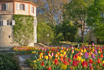 Mainau 2380-2024, Tulpen vor dem Gärtnerturm