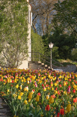 Mainau 2384-2024, Tulpen vor dem Gärtnerturm