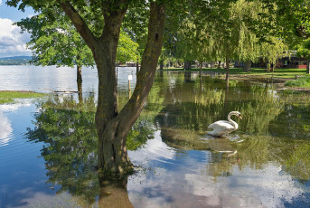 Unteruhldingen 0858-2024, Hochwasser am Seegarten
