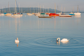Allensbach 0289-2013, Schwäne und ankerne Boote