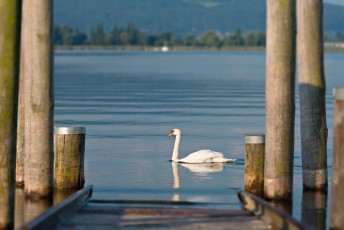 Allensbach 0296-2013, Schwan vor der Schiffsanlegestelle