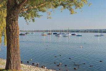 Allensbach 0302-2014, Uferweide und Segelboote vor der Reichenau