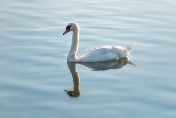 Allensbach 0311-2014, Schwan mit Spiegelung