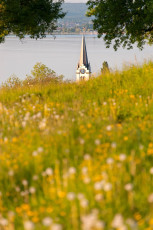 Berlingen 0065-2011, Blick über Frühlingswiese zur Kirche