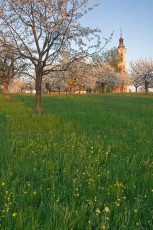 Birnau 032-2007, Frühlingsblüte an der Kirche
