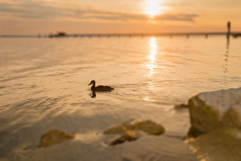 Altnau 0071-2013, Ente und Lände im Sonnenaufgang