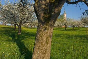 Birnau 011-2007, Frühlingsblüte an der Kirche