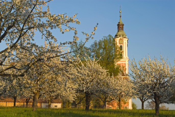Birnau 025-2007, Frühlingsblüte an der Kirche