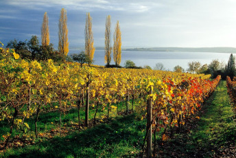 Birnau, Goldener Herbst
