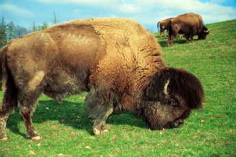Bodman, Bisons bei Altbodman