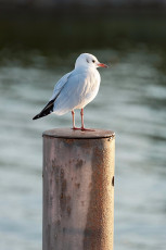 Dingelsdorf 0037-2011, Möwe auf Pfahl