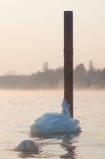 Dingelsdorf 0100-2012, Dalbe mit Eiskragen im Gegenlicht
