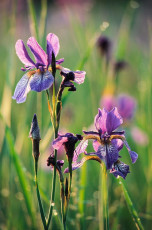 Eriskirch, Irisblüte im Ried Detail HOCH