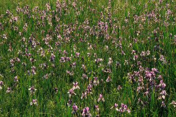 Eriskirch, Irisblüte im Ried QUER