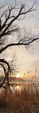 Ludwigshafen 0174-2012 PANO, Sonnenaufgang im Ried