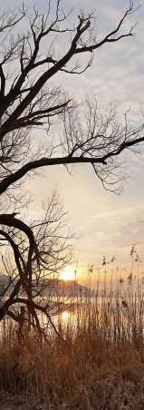 Ludwigshafen 0174-2012 PANO, Sonnenaufgang im Ried