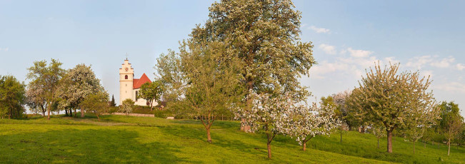 Horn 0038-2011 PANO, Obstblüte vor der Dorfkirche