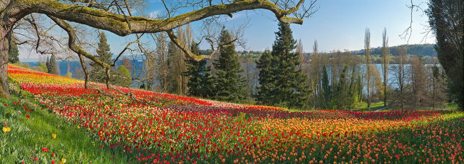 Mainau 1391-2015 PANO, Tulpenblüte an der Frühlingsstrasse