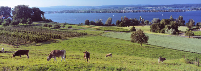 Mannenbach, Blick zum See