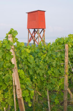 Hagnau 294-2008 B, Wachturm im Weinberg Wilhelmshöhe