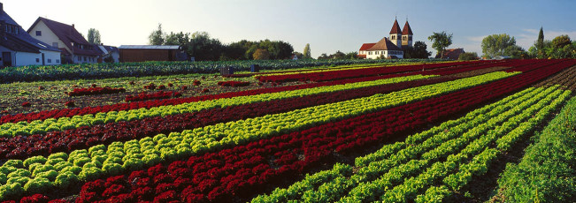 Reichenau, Salatfeld bei Niederzell B