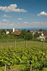 Immenstaad 003-2006, Weinberge und Dorf