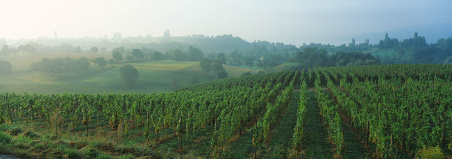 Überlingen, Goldbach, Weinberglandschaft