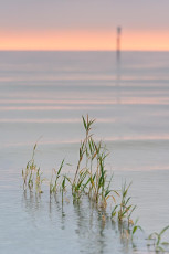Konstanz 0725-2012, Schilf und Morgenrot im Nebel am Hörnle