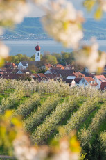 Kressbronn 0232-2012, Obstblüte und Blick zum Ortskern