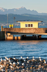 Langenargen 0231-2011, Schiffslände, Möwen, Säntiskulisse