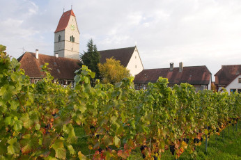 Hagnau 490-2008, Weinberg vor Kirche und Salmansweilerhof