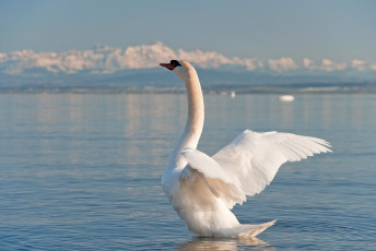 Hagnau 0617-2010, Schwan vor Alpenkulisse