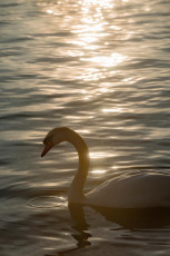 Ludwigshafen 0224-2012, Schwan im Gegenlicht