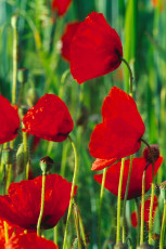Ludwigshafen, Blühender Mohn HOCH
