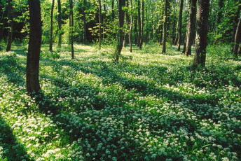 Höchst, Bärlauchblüte im Rheindelta