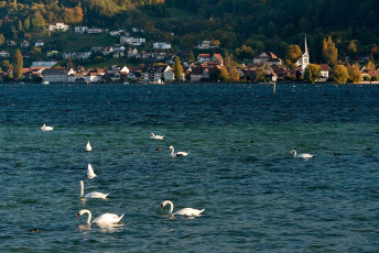 Horn 0041-2011, Schwäne vor Berlingen