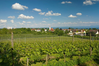 Immenstaad 002-2006, Weinberge und Dorf