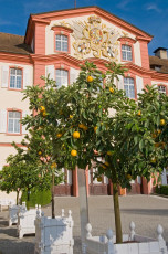Mainau 262-2008, Zitrussammlung am Schloss